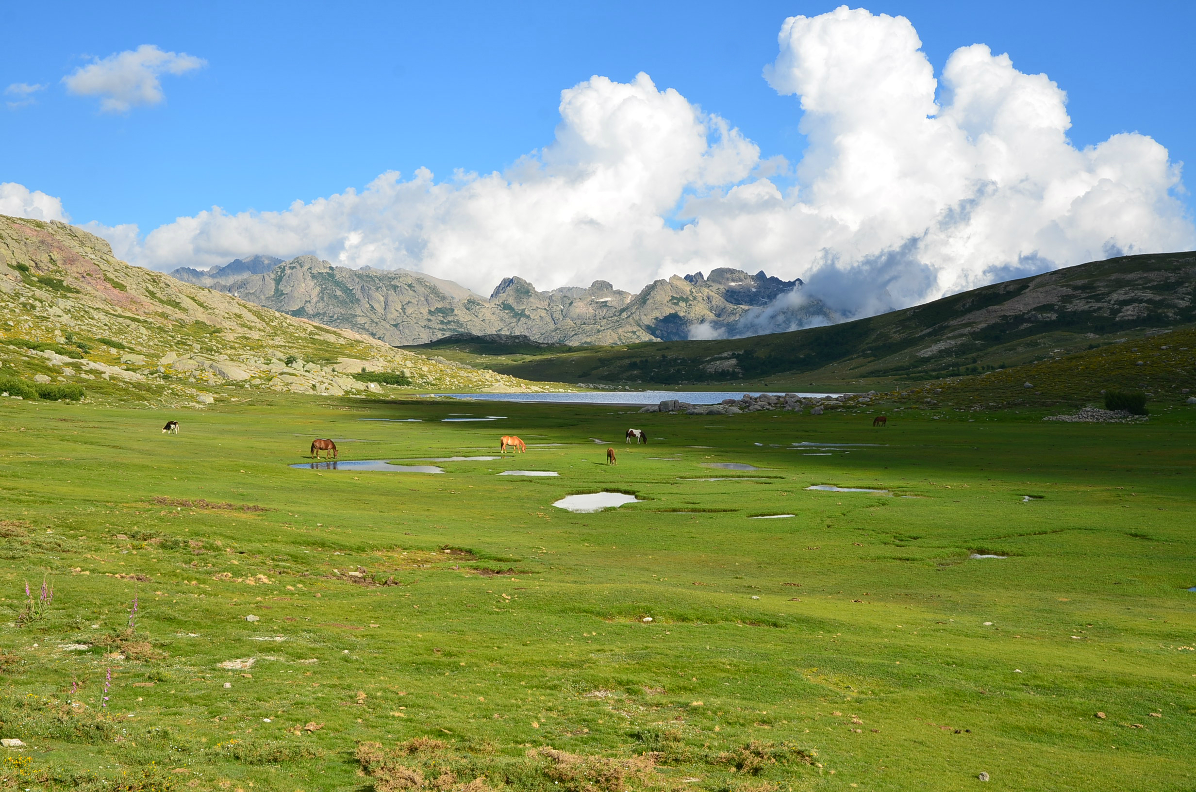 Parco Naturale Regionale della Corsica
